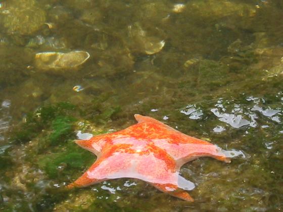giantstarfish.jpg