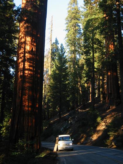 roadsidetree.jpg