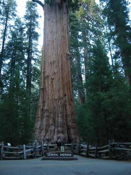 shermantree.jpg